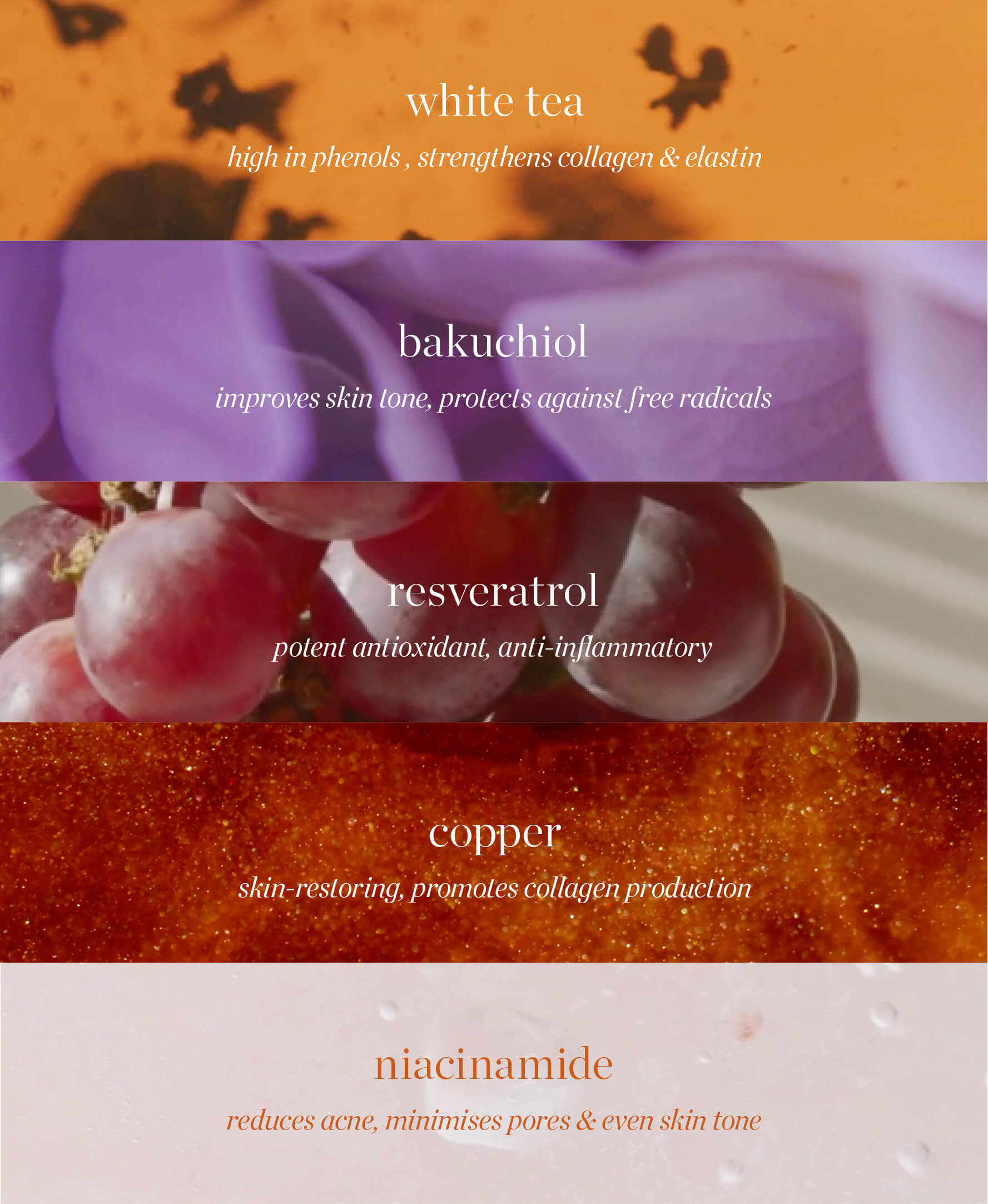 all-natural main ingredients in white tea phyto-retinol elixir by Ere Perez and their main benefits |